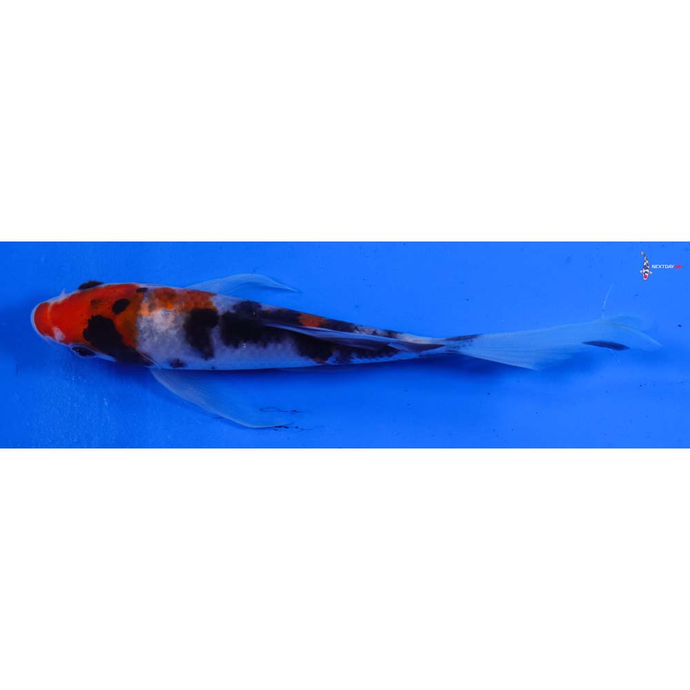 4.5” Imported Sanke Butterfly Koi