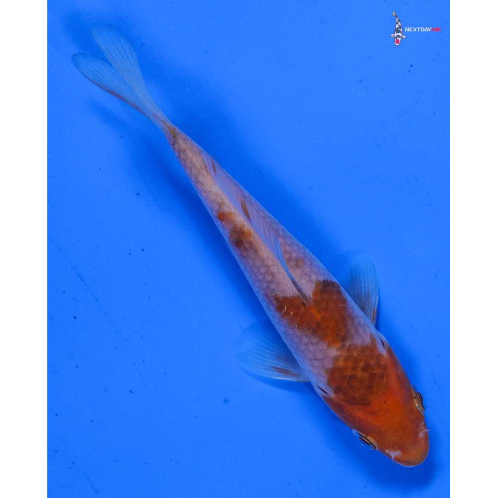 4” Imported Ochiba Shigure