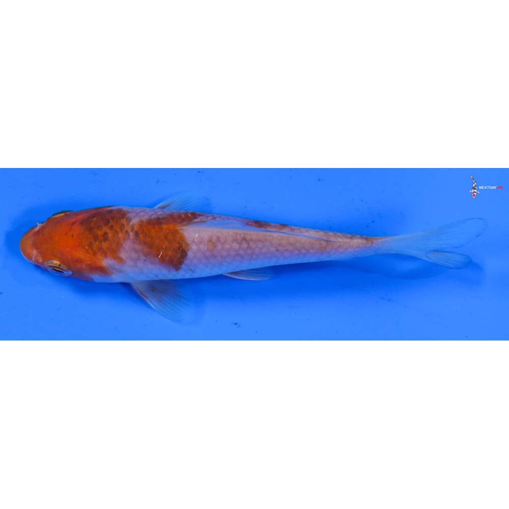 4” Imported Ochiba Shigure