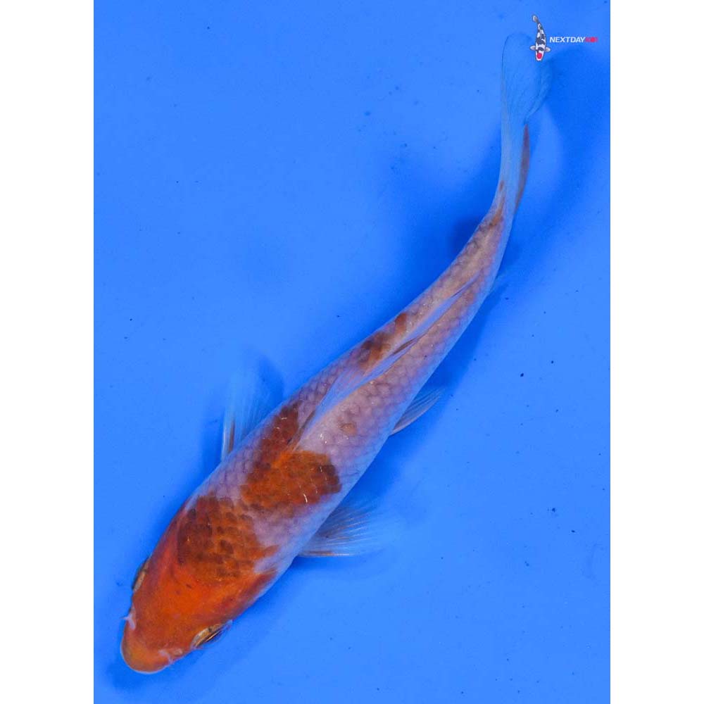 4” Imported Ochiba Shigure