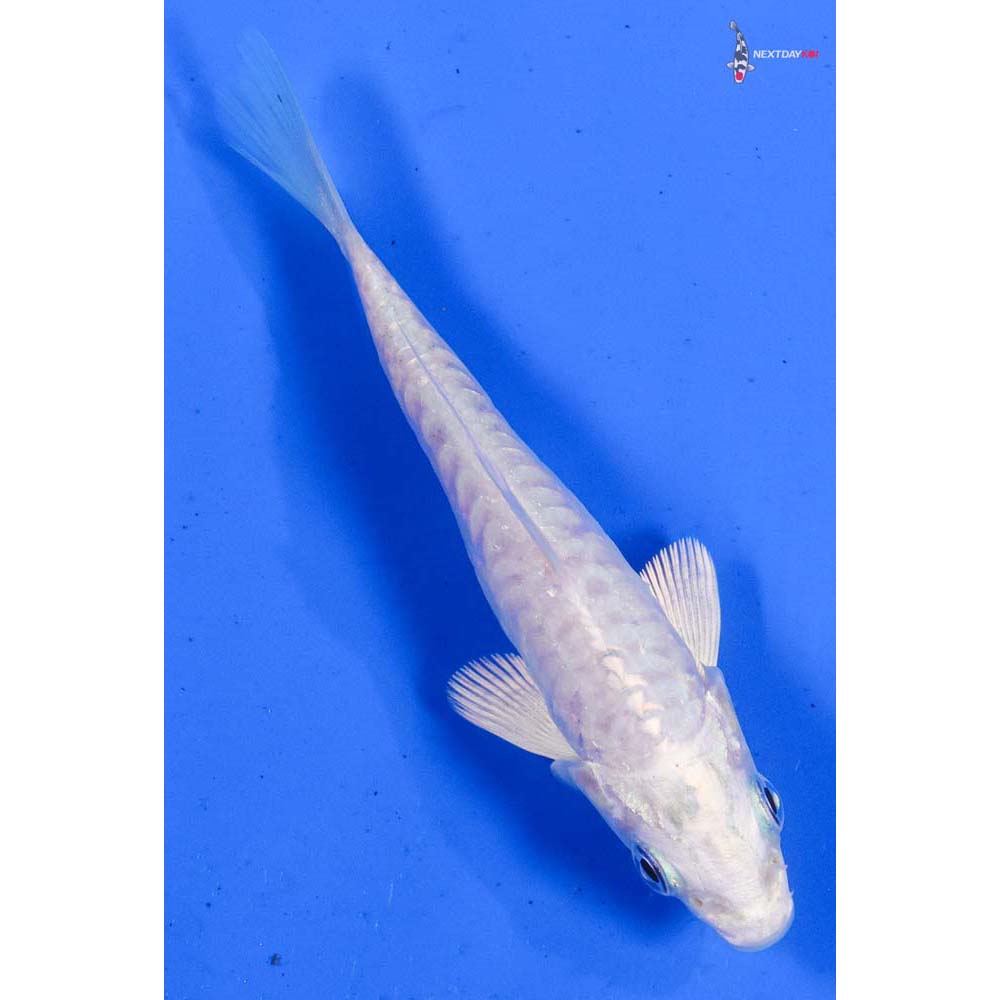 4” Imported Doitsu Platinum Ogon