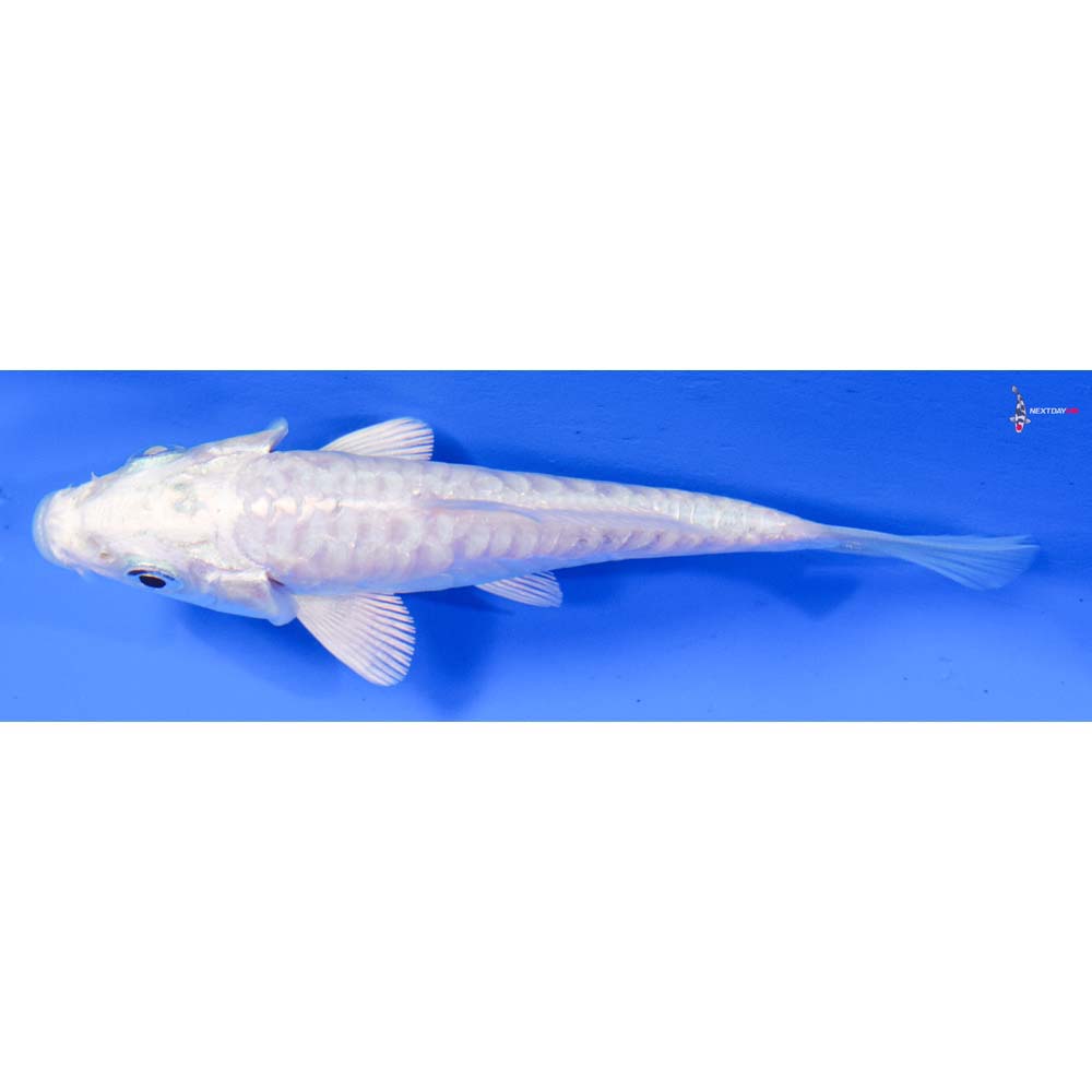 4” Imported Doitsu Platinum Ogon