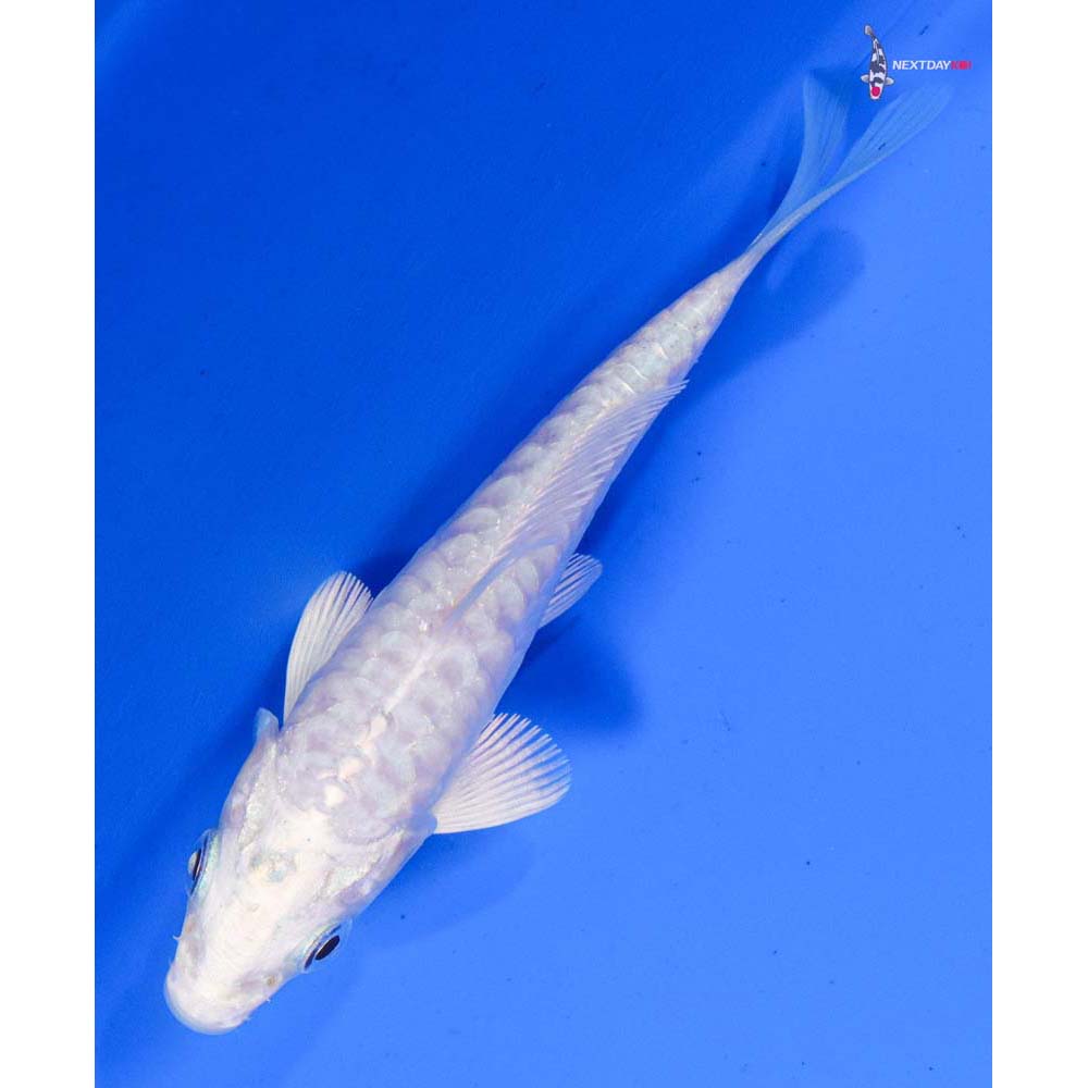 4” Imported Doitsu Platinum Ogon