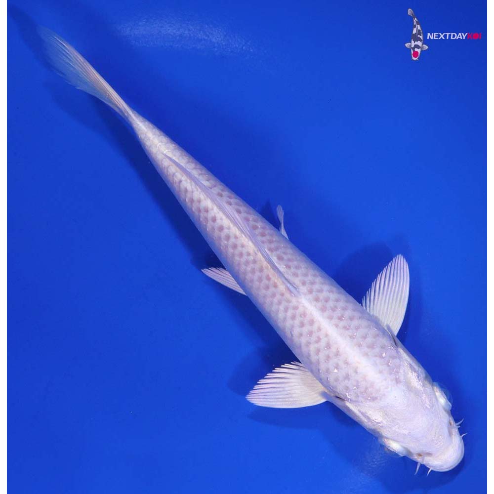 6.5” Imported Platinum Ogon