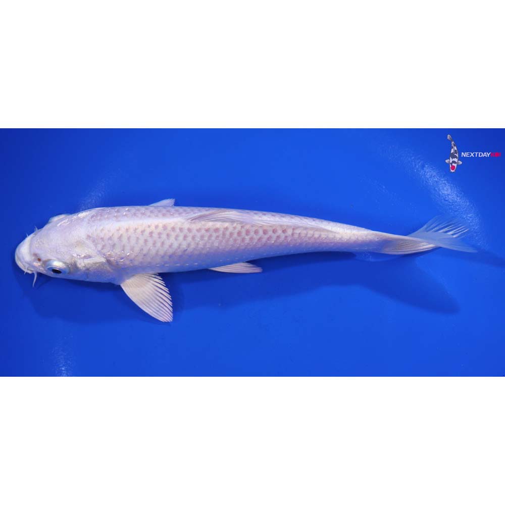 6.5” Imported Platinum Ogon