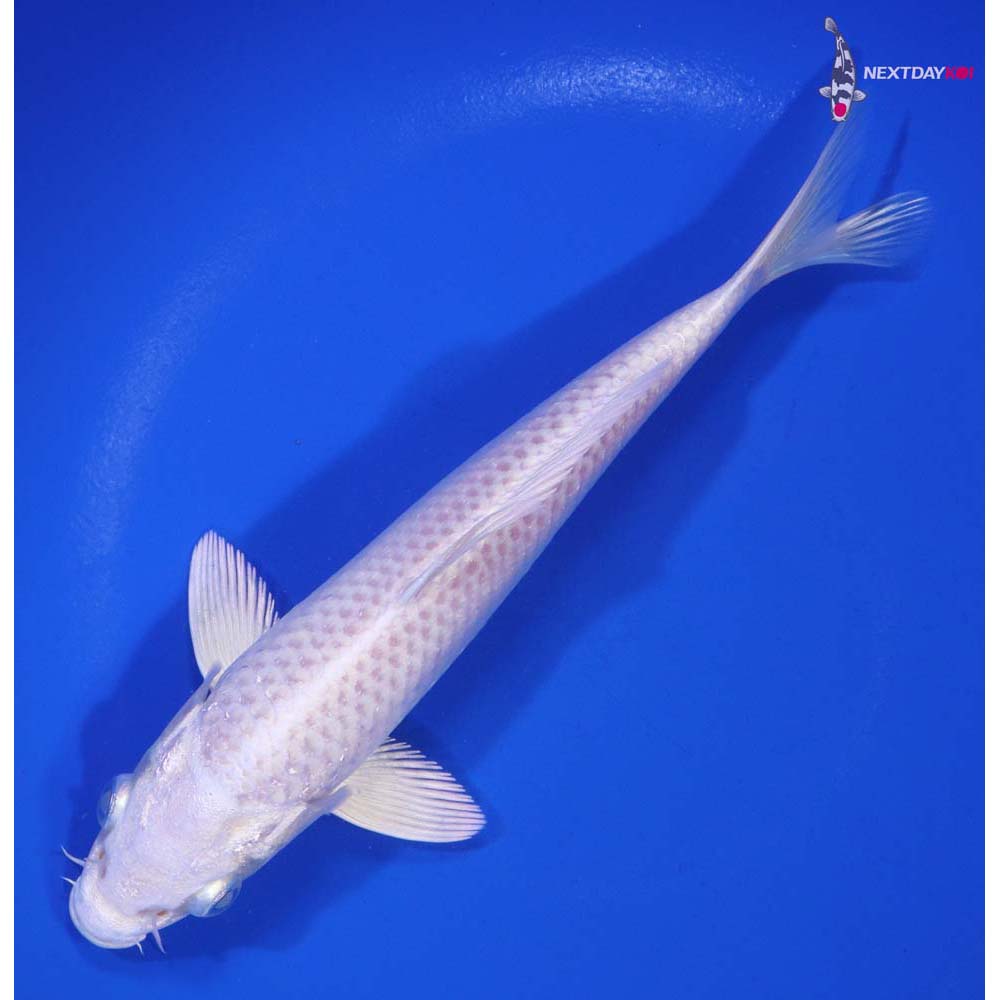 6.5” Imported Platinum Ogon