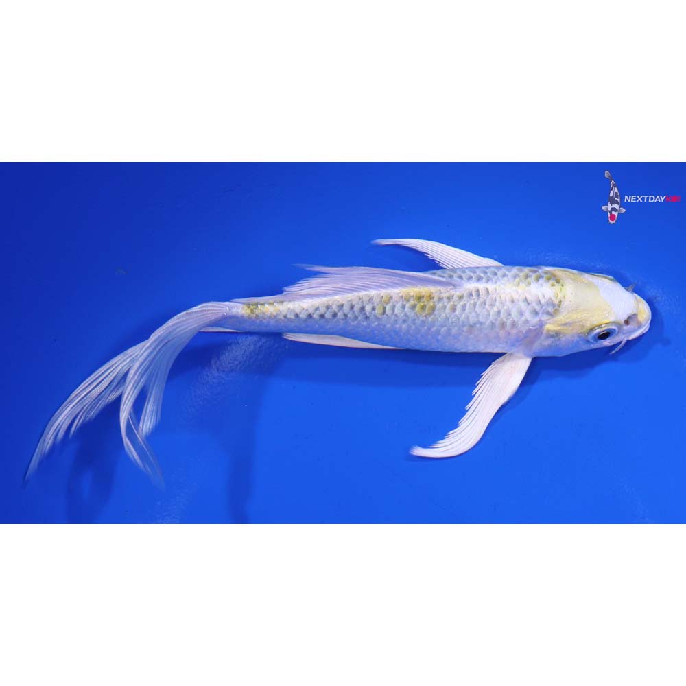 6.5” Imported Kujaku Butterfly Koi