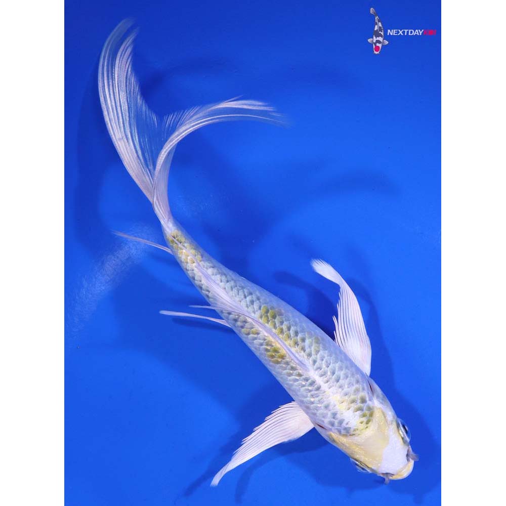 6.5” Imported Kujaku Butterfly Koi