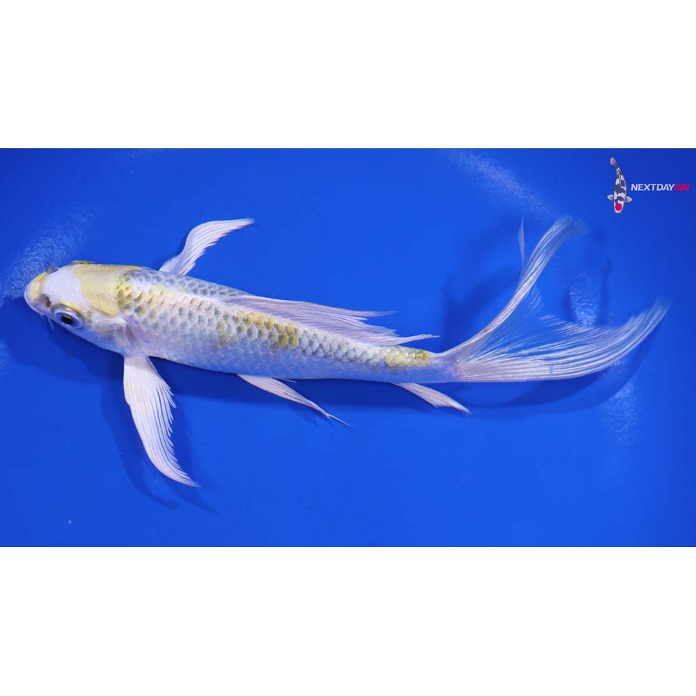 6.5” Imported Kujaku Butterfly Koi