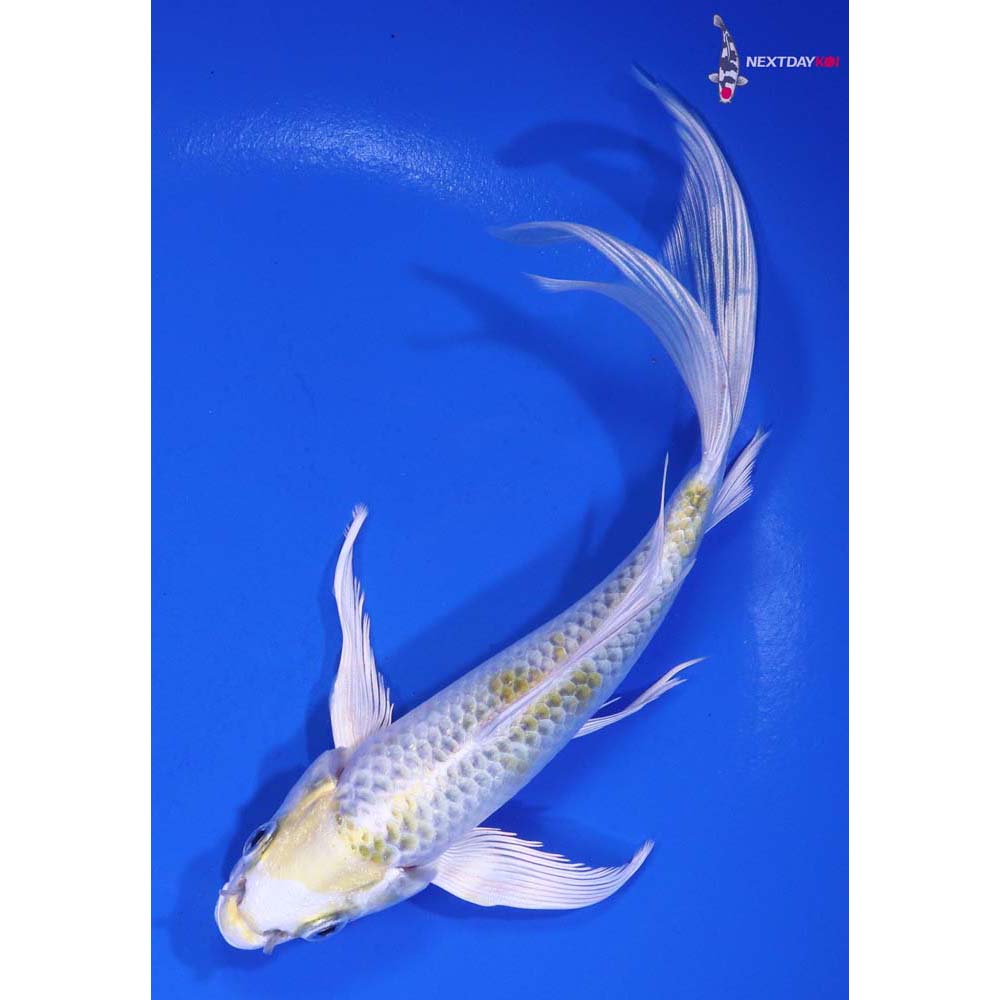 6.5” Imported Kujaku Butterfly Koi