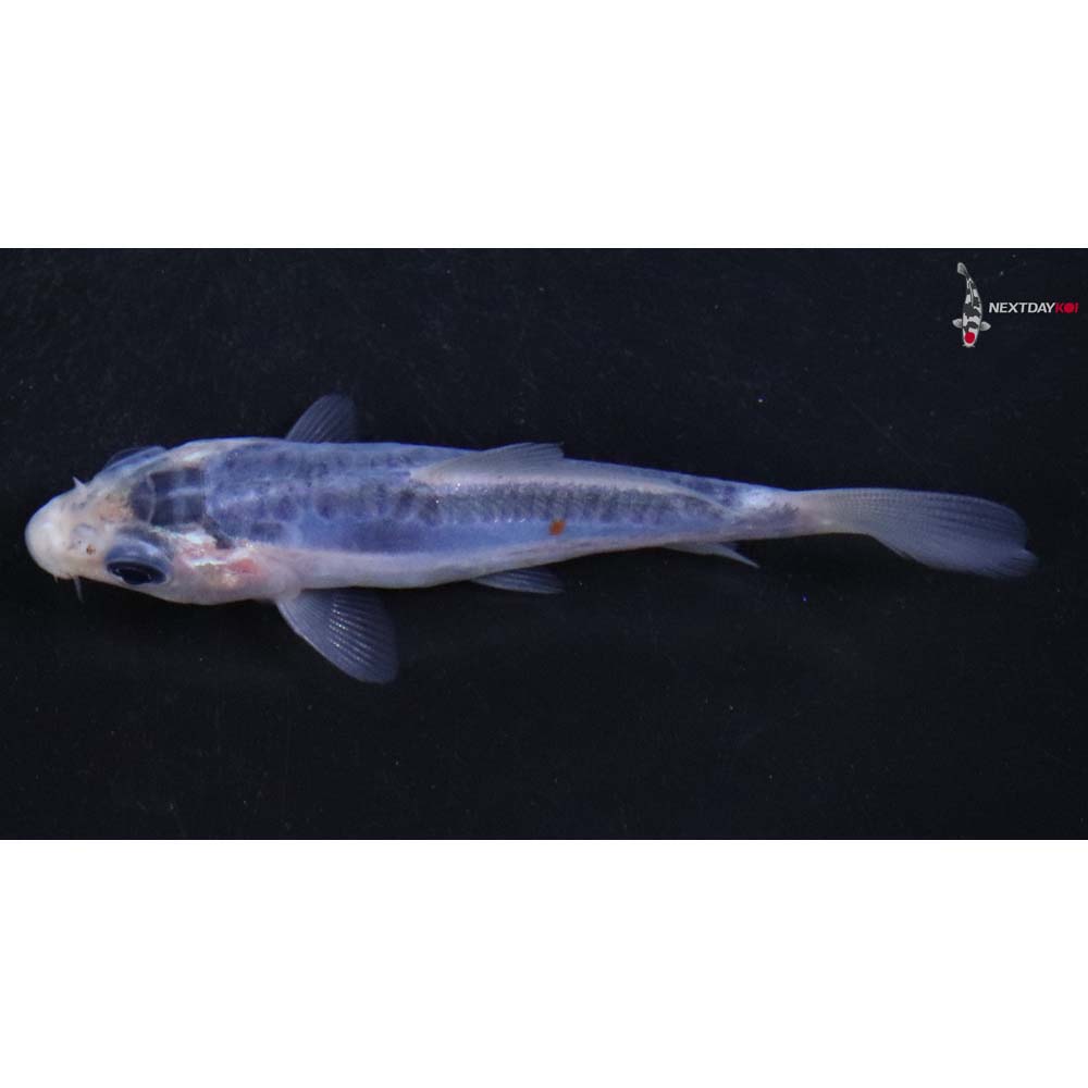 3” Imported Shusui