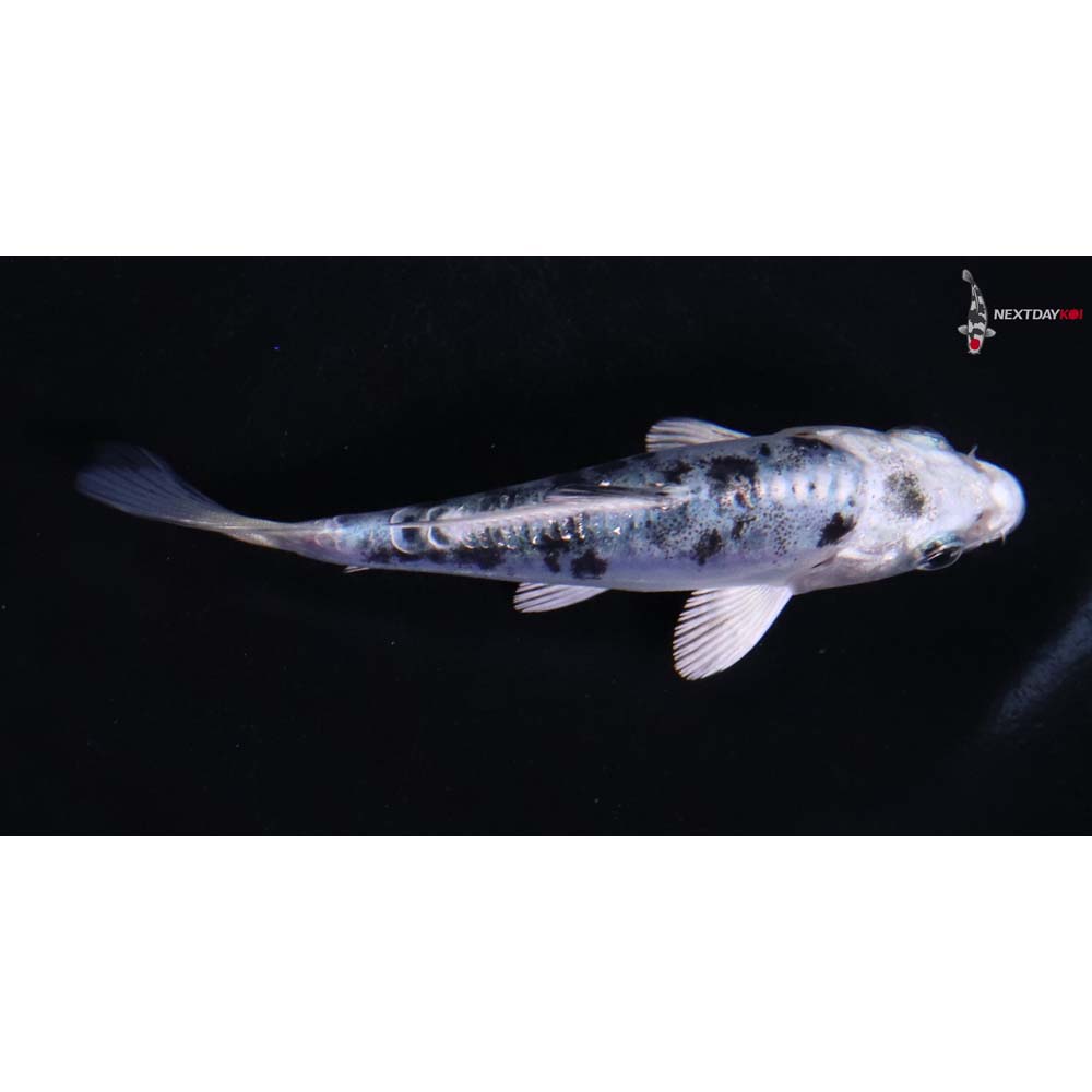 3.5” Imported Doitsu Gin Shiro Bekko