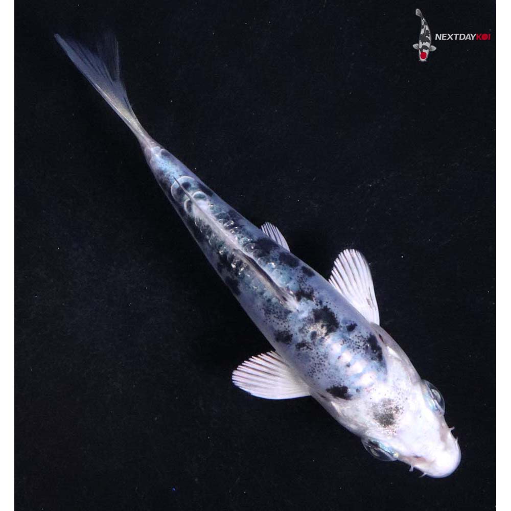 3.5” Imported Doitsu Gin Shiro Bekko