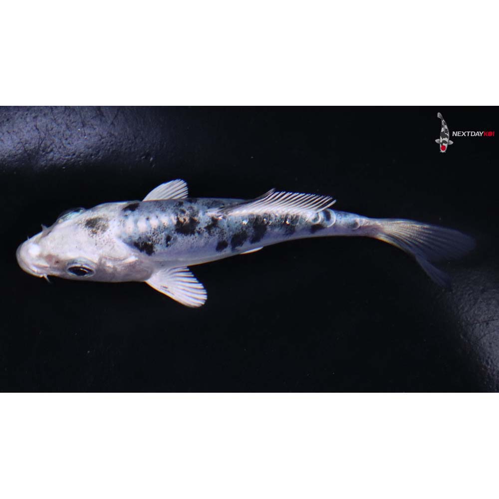3.5” Imported Doitsu Gin Shiro Bekko
