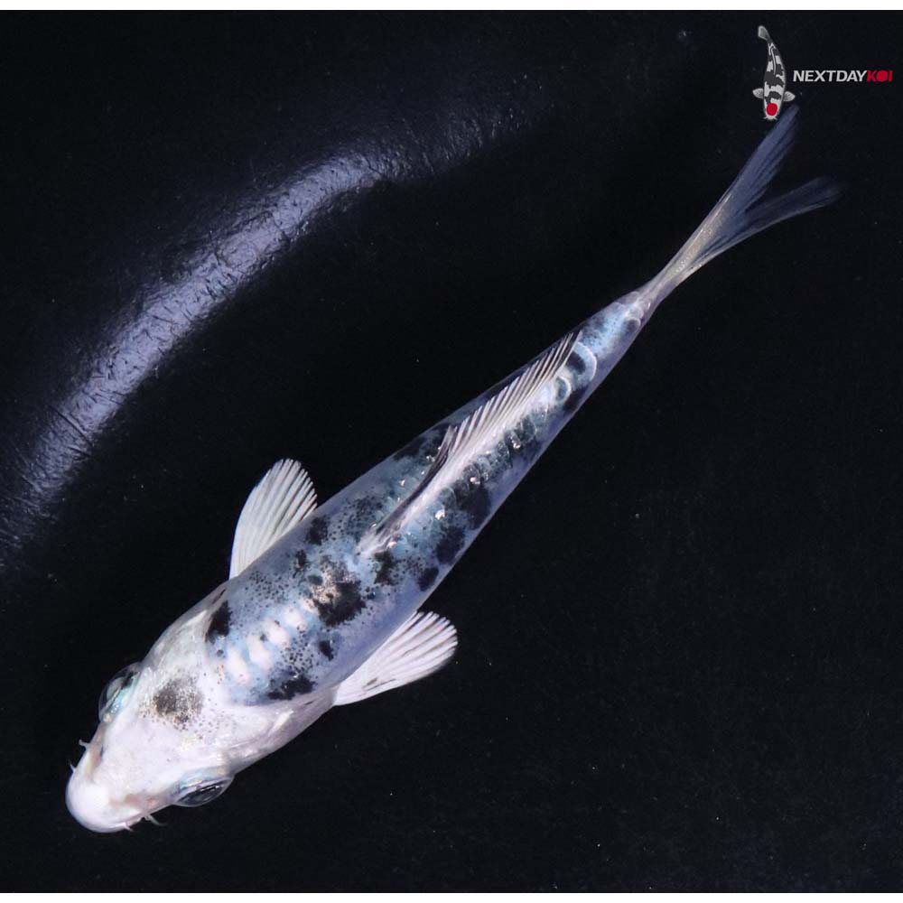 3.5” Imported Doitsu Gin Shiro Bekko