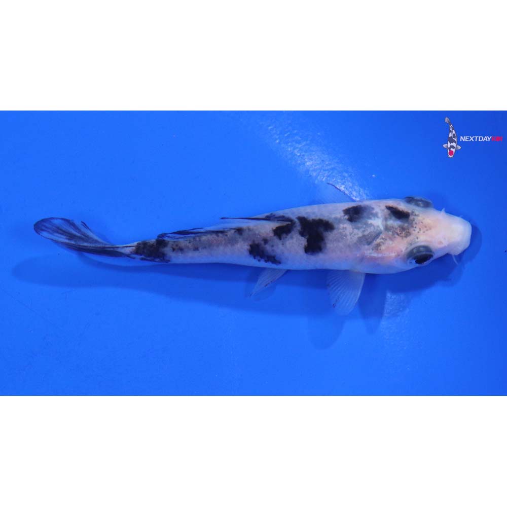 3.5” Imported Shiro Bekko