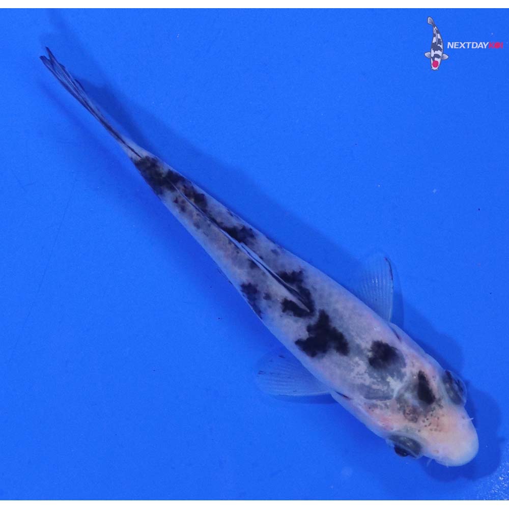 3.5” Imported Shiro Bekko