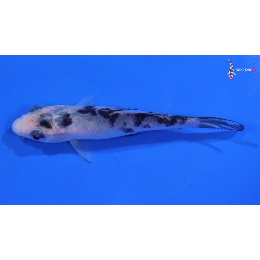 3.5” Imported Shiro Bekko