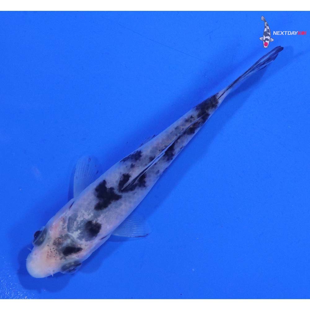 3.5” Imported Shiro Bekko