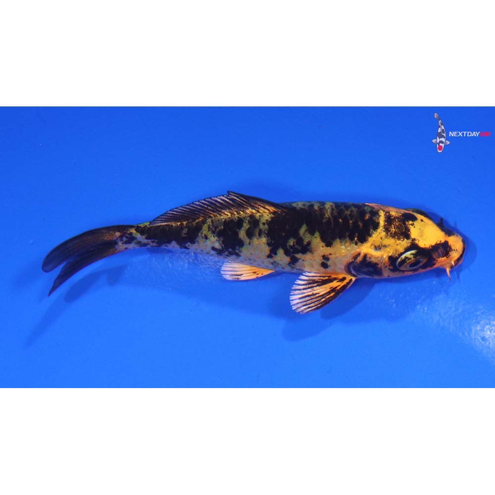 3.5” Imported Kin Aka Bekko