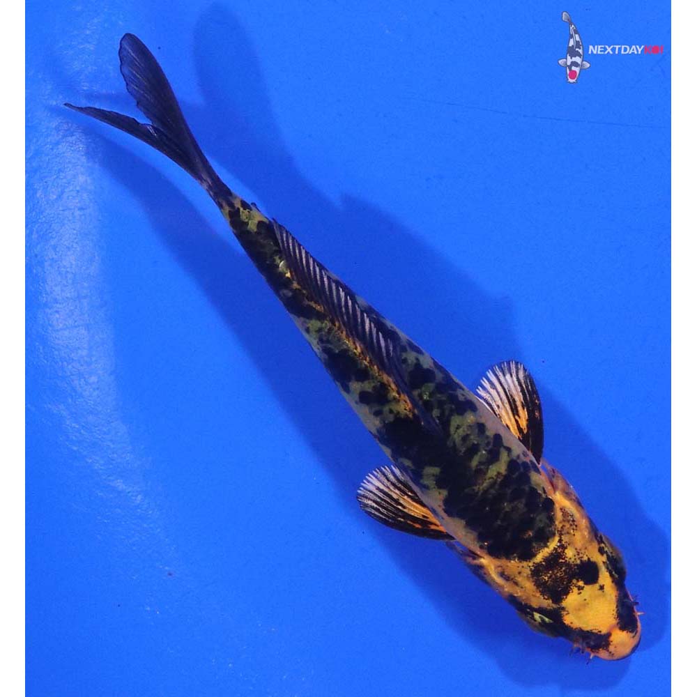 3.5” Imported Kin Aka Bekko