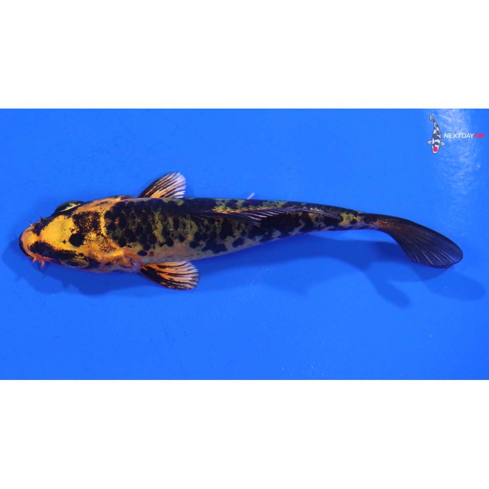 3.5” Imported Kin Aka Bekko