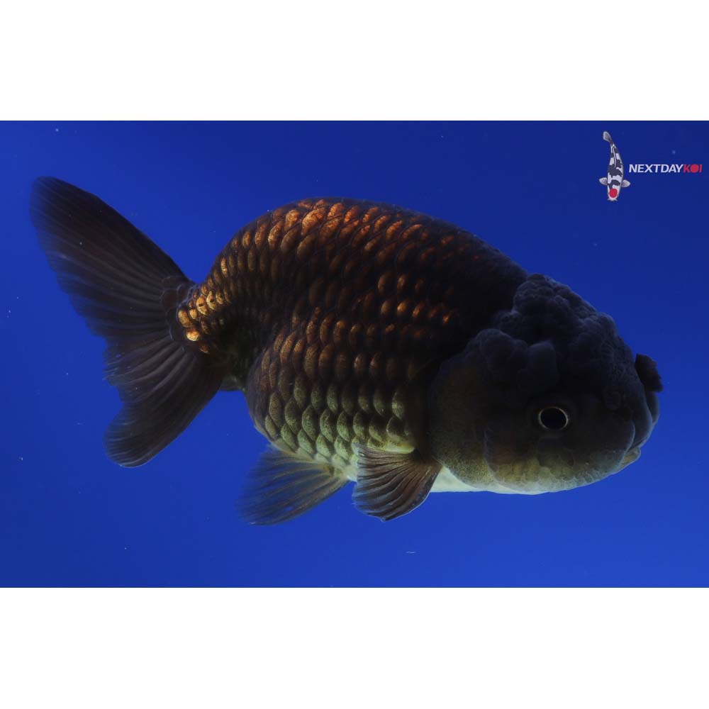 3.5” Imported Male Black Ranchu