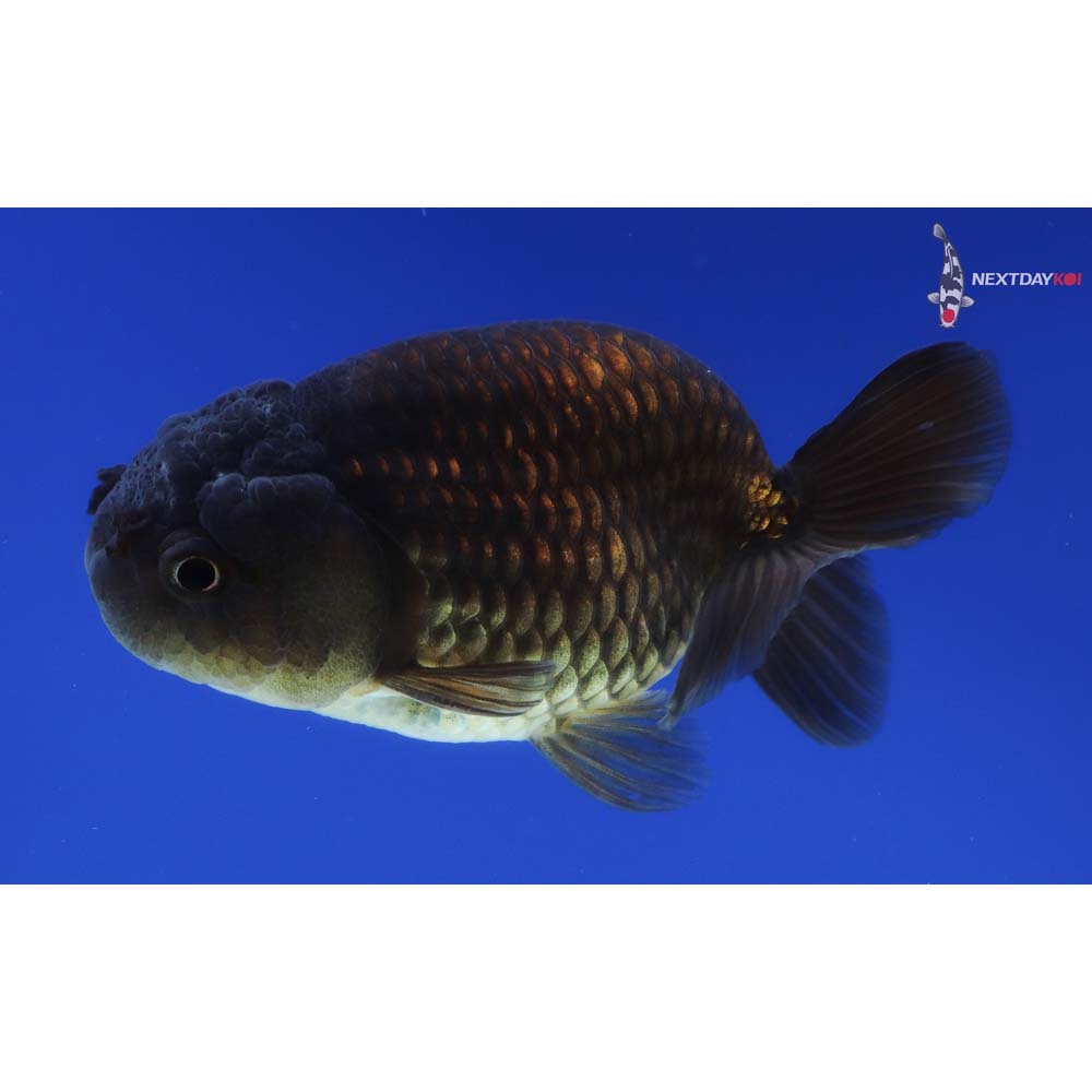 3.5” Imported Male Black Ranchu