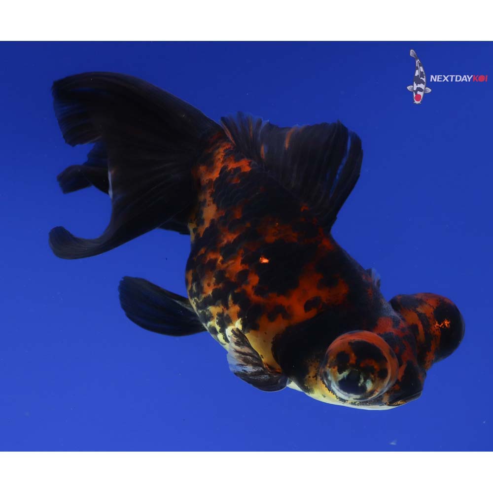 4” Imported Calico Telescope Fantail