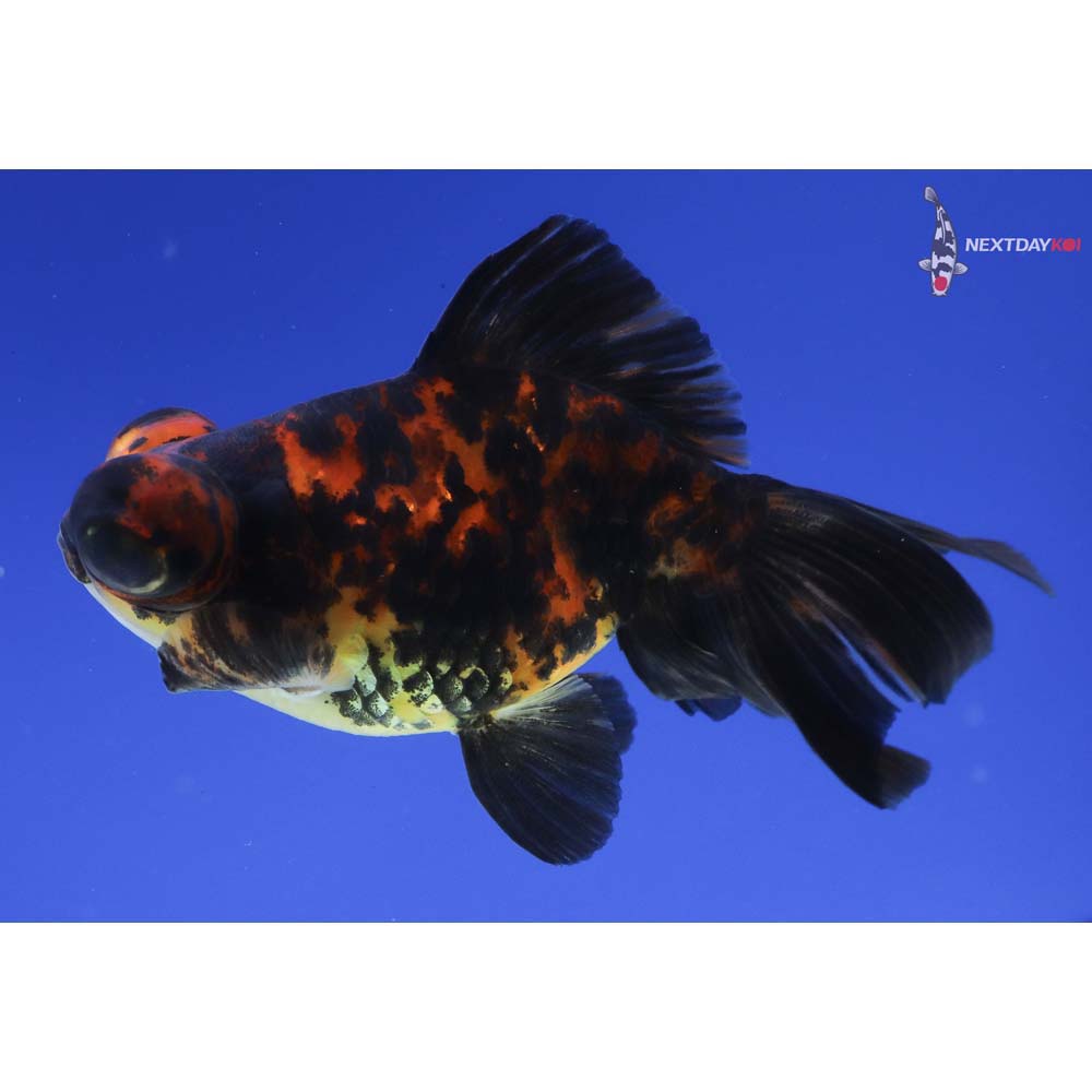 4” Imported Calico Telescope Fantail