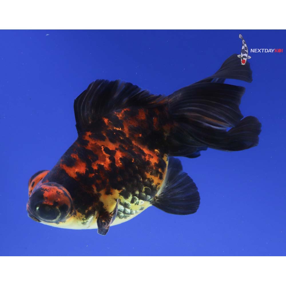 4” Imported Calico Telescope Fantail