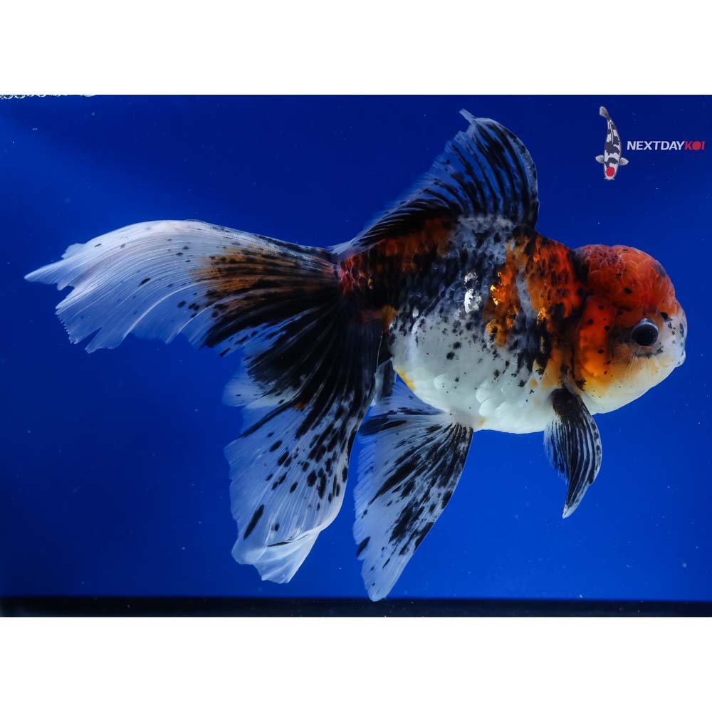 8” Imported Calico Rosetail Oranda