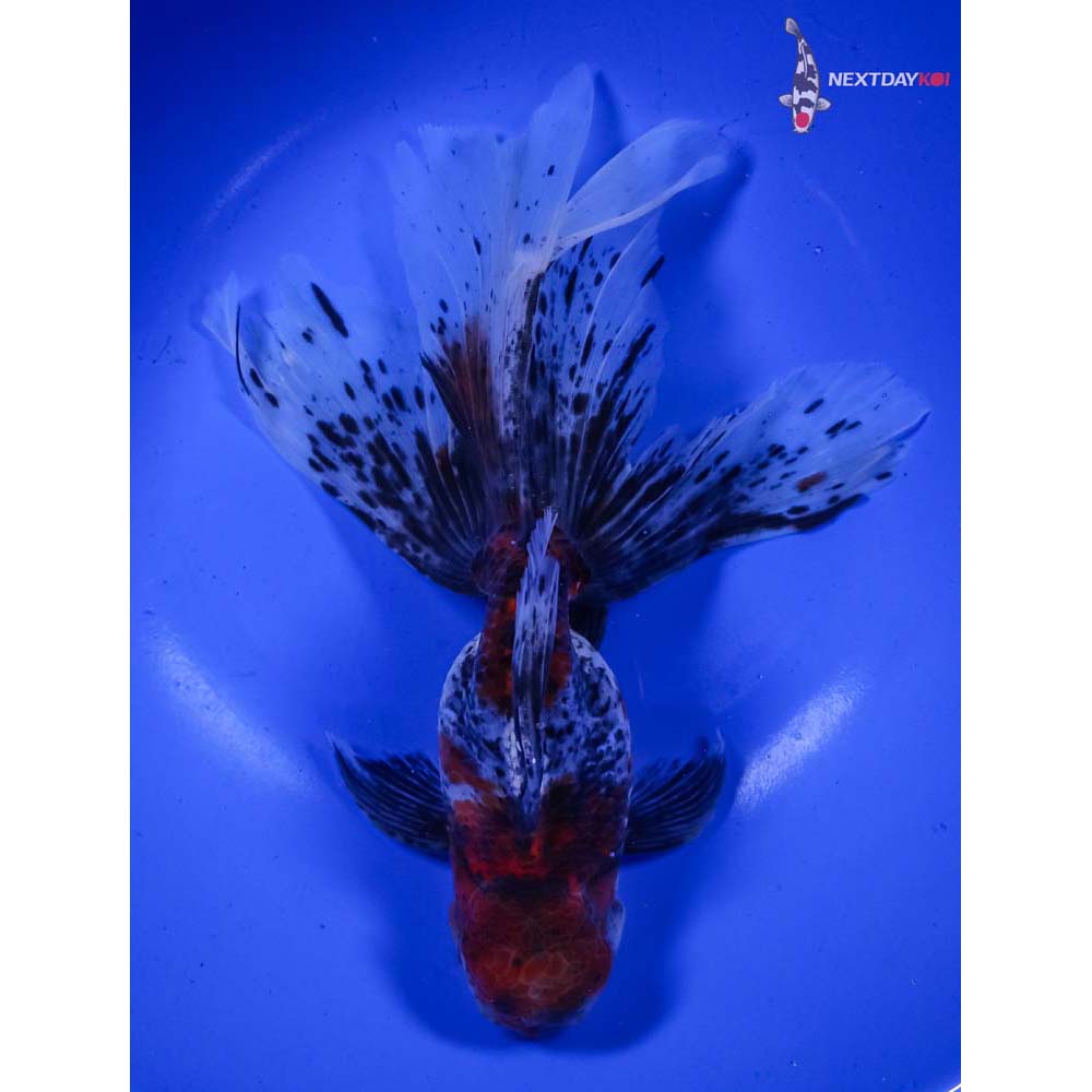 8” Imported Calico Rosetail Oranda