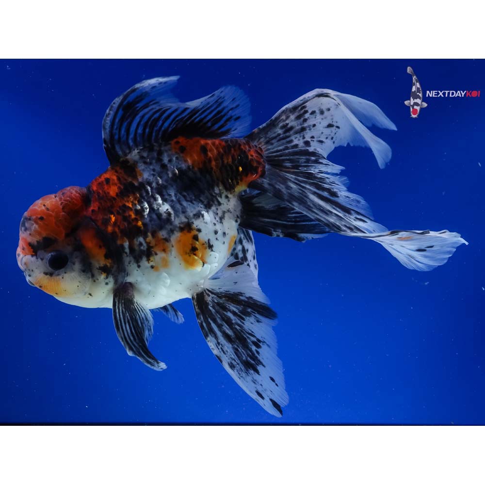 8” Imported Calico Rosetail Oranda
