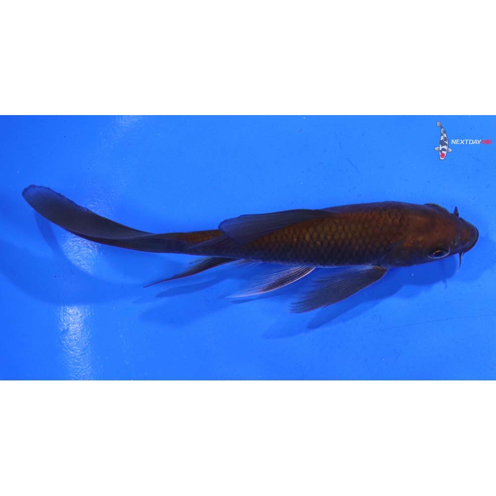 4.5” Imported Chagoi Butterfly Koi