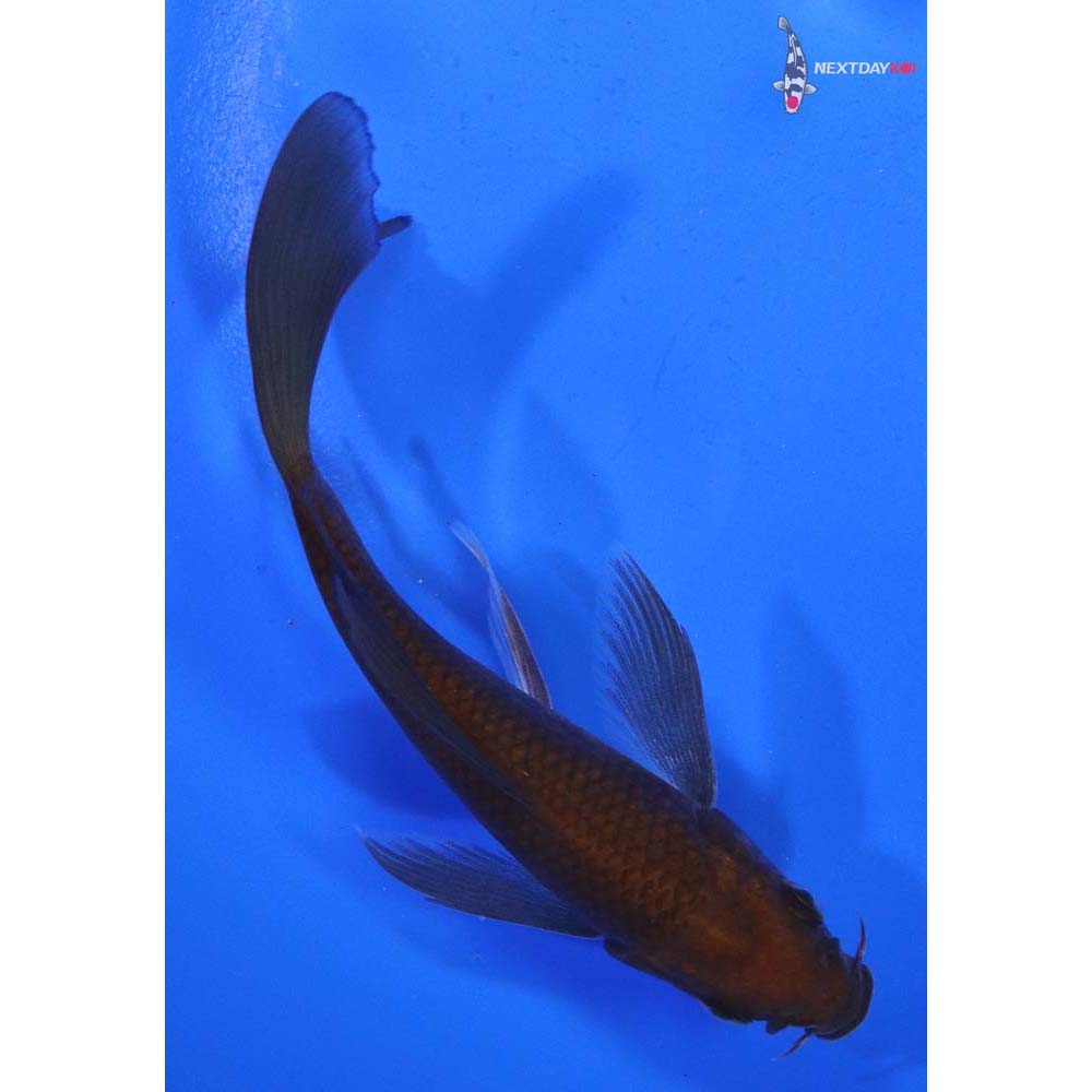 4.5” Imported Chagoi Butterfly Koi