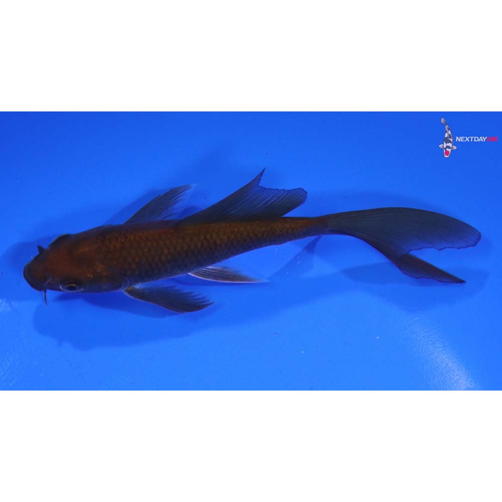 4.5” Imported Chagoi Butterfly Koi