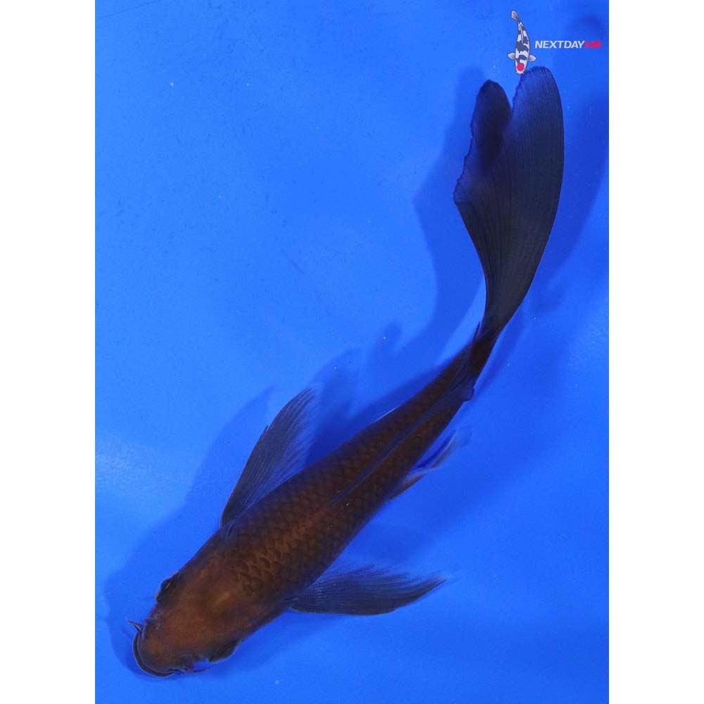4.5” Imported Chagoi Butterfly Koi