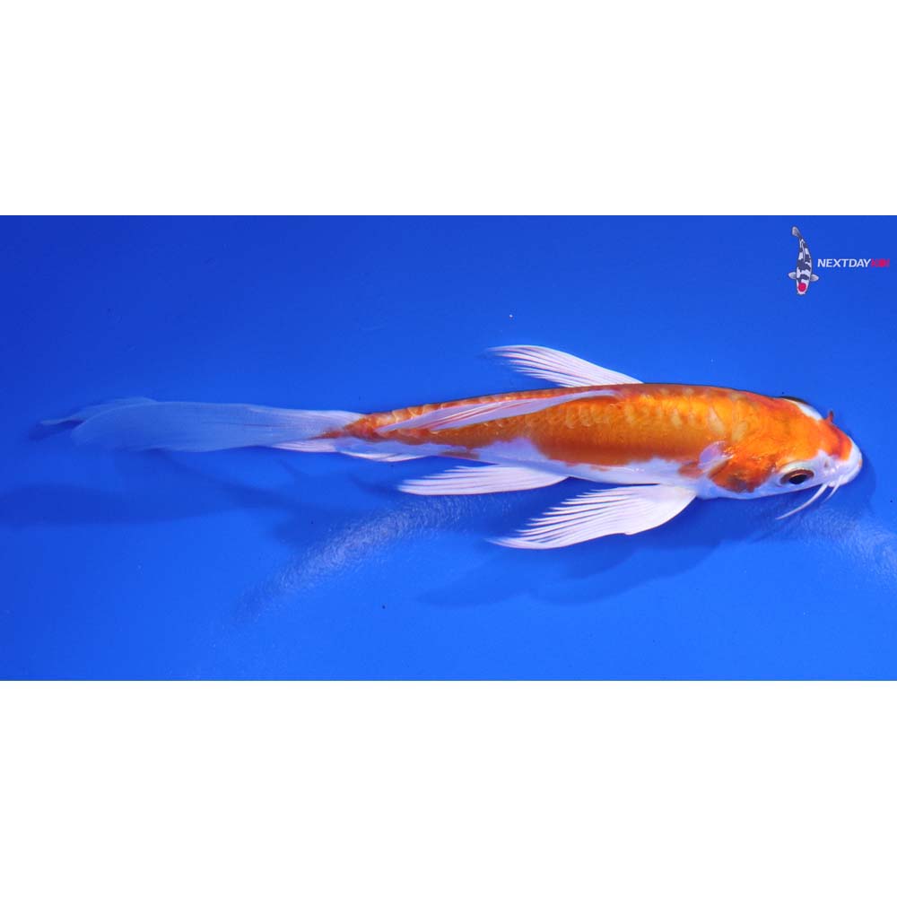 5” Imported Kikusui Butterfly Koi