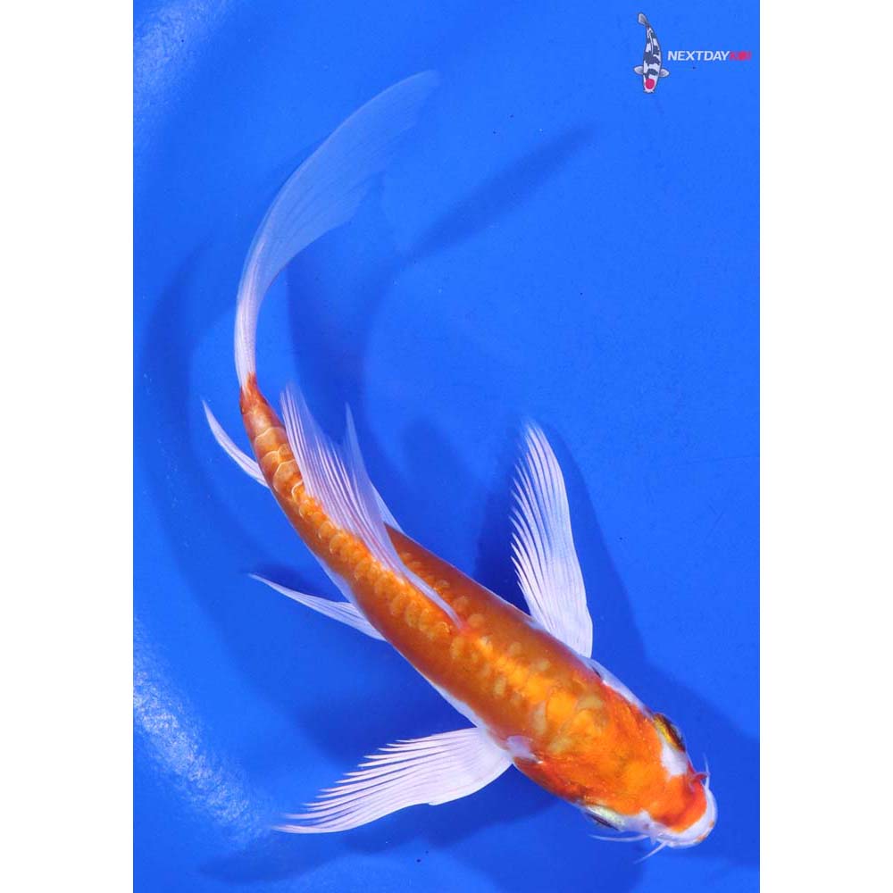 5” Imported Kikusui Butterfly Koi