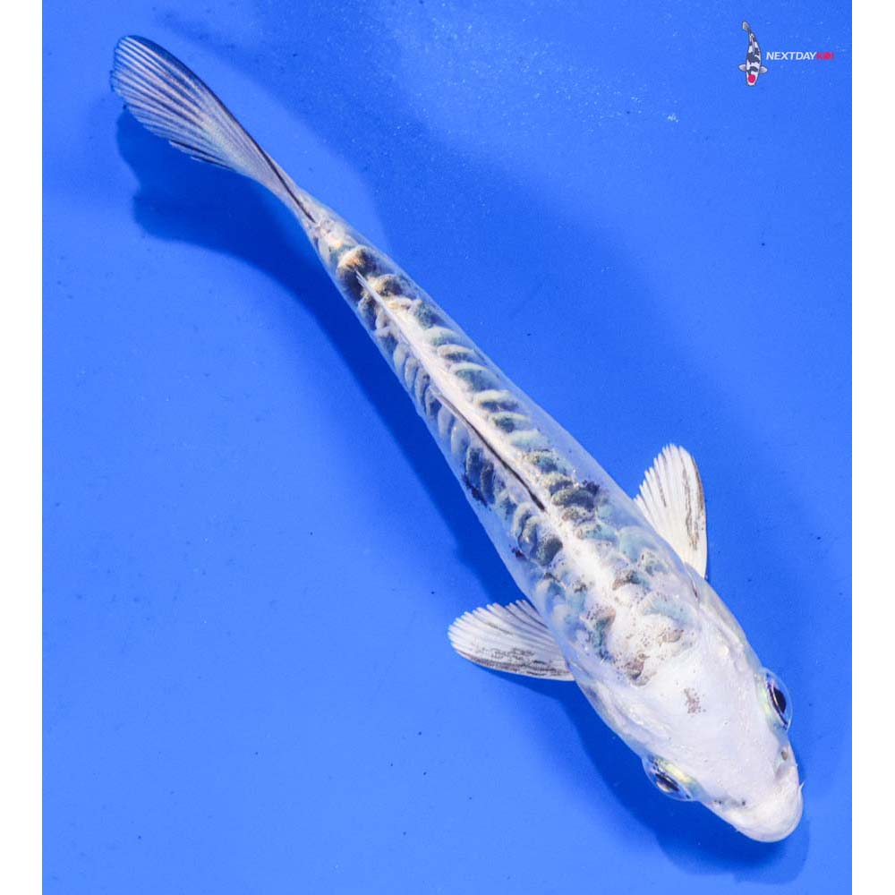 5” Imported Doitsu Gin Shiro Bekko