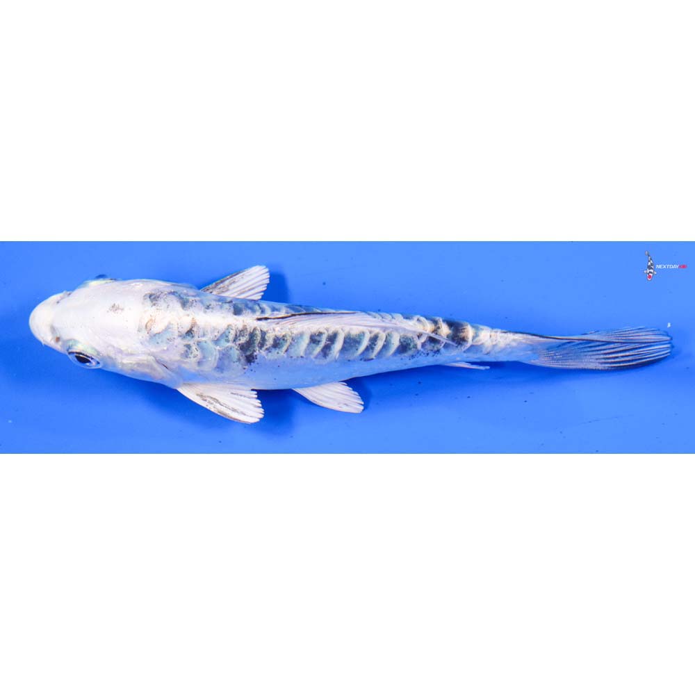 5” Imported Doitsu Gin Shiro Bekko