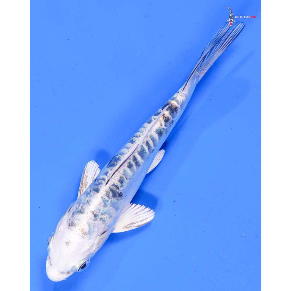 5” Imported Doitsu Gin Shiro Bekko