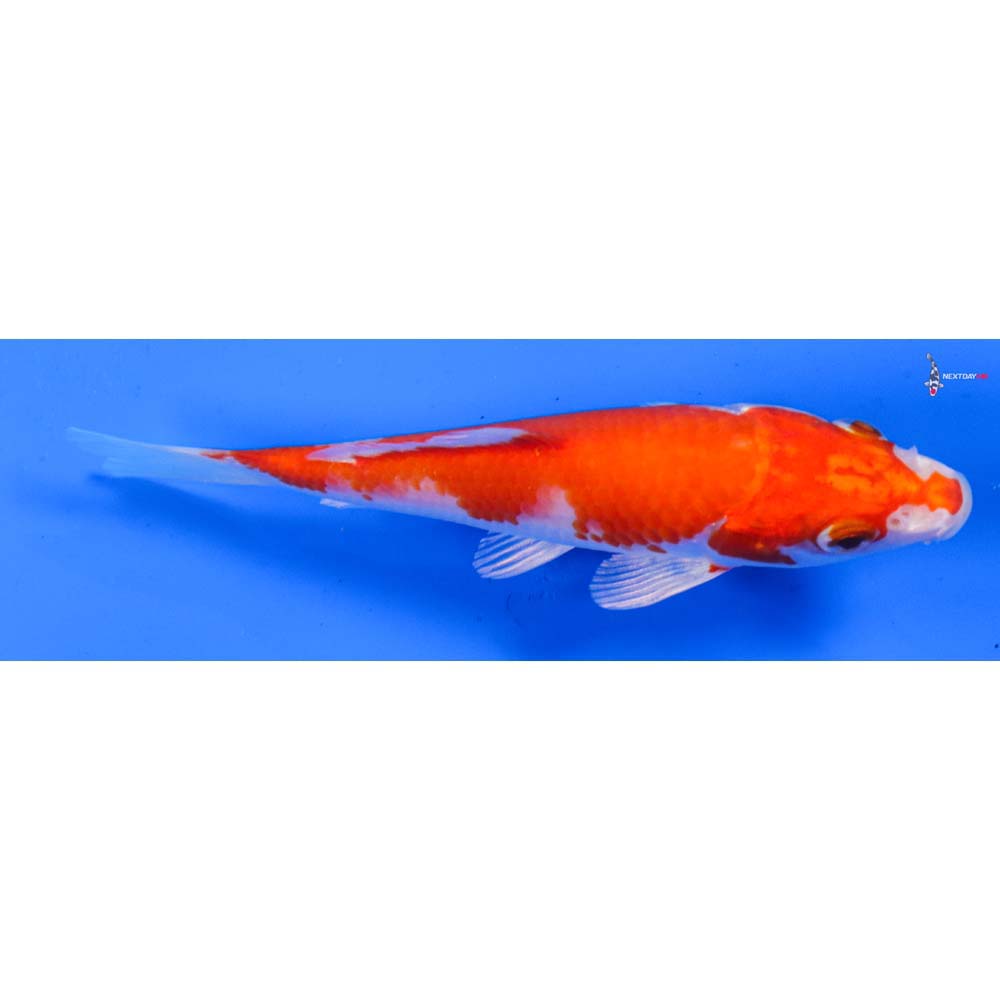 5” Imported Hariwake