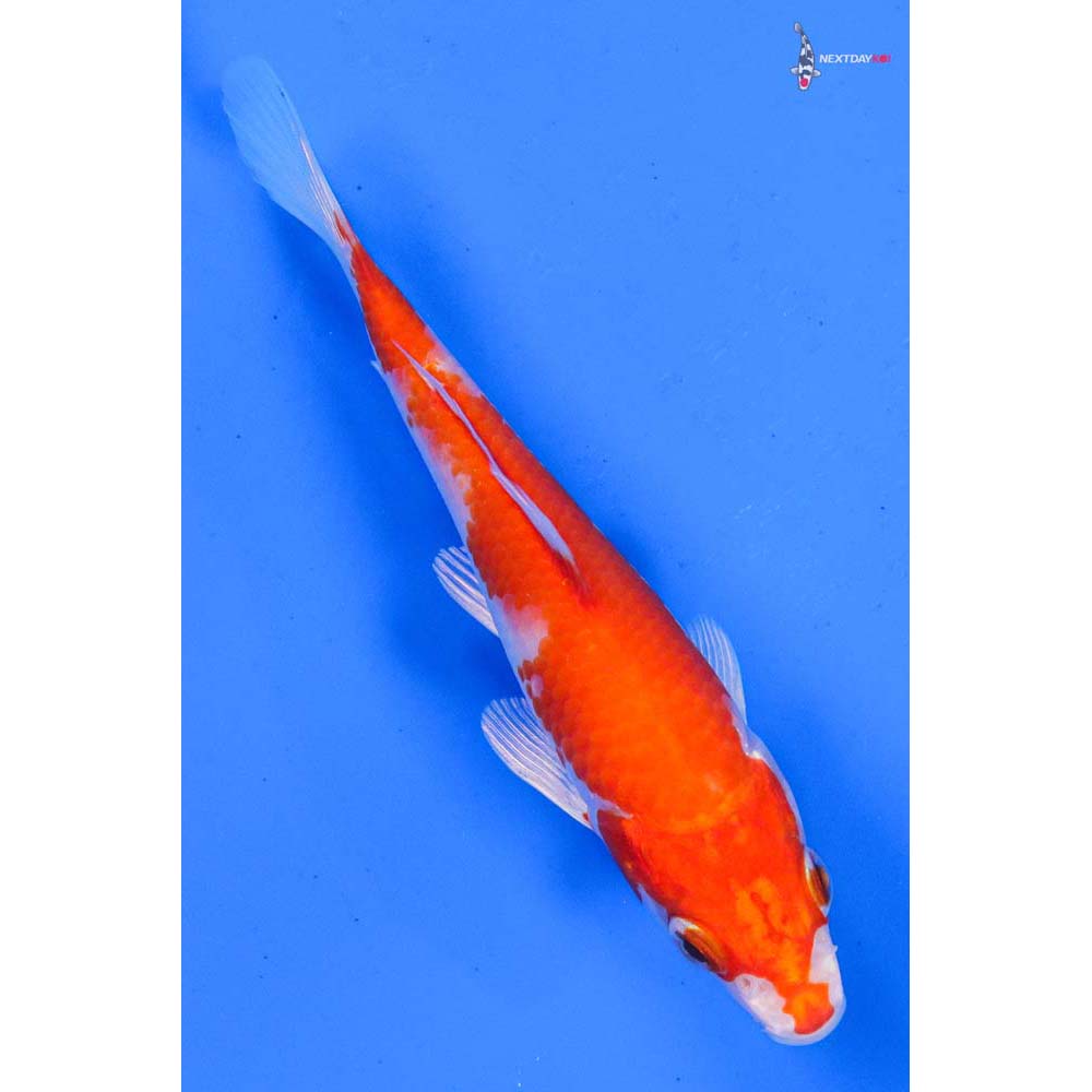 5” Imported Hariwake