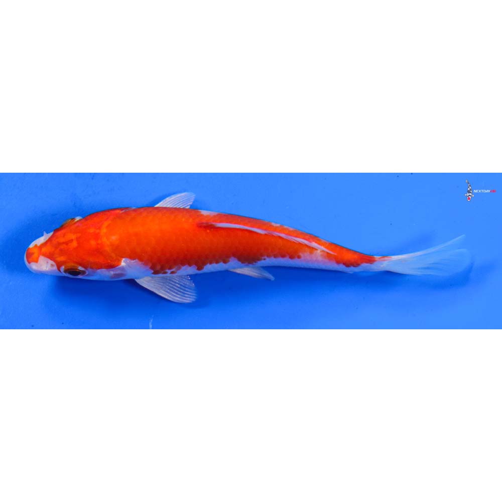 5” Imported Hariwake