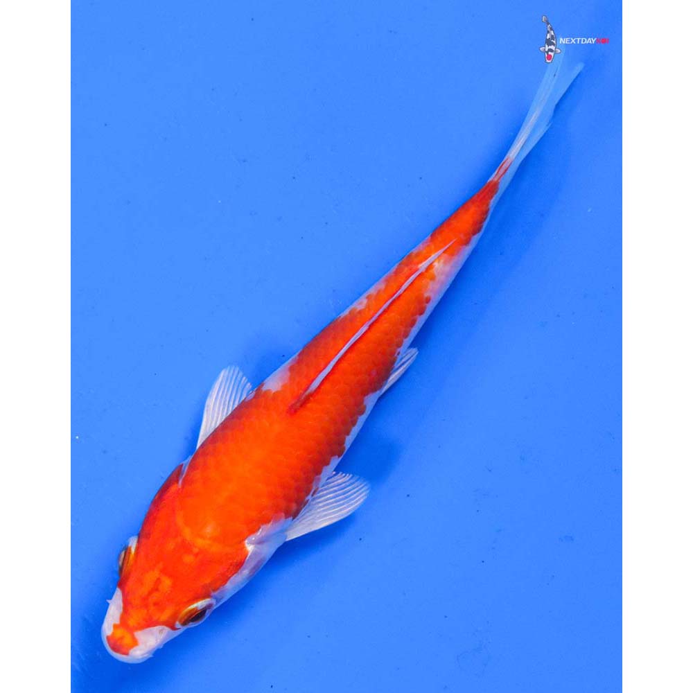 5” Imported Hariwake