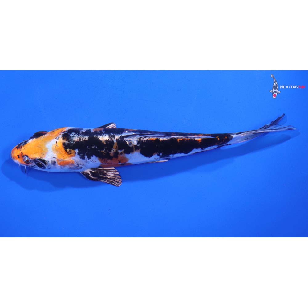 5” Imported Heisei Nishiki