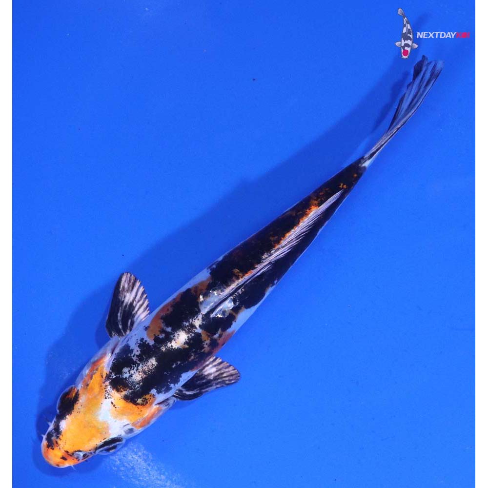 5” Imported Heisei Nishiki