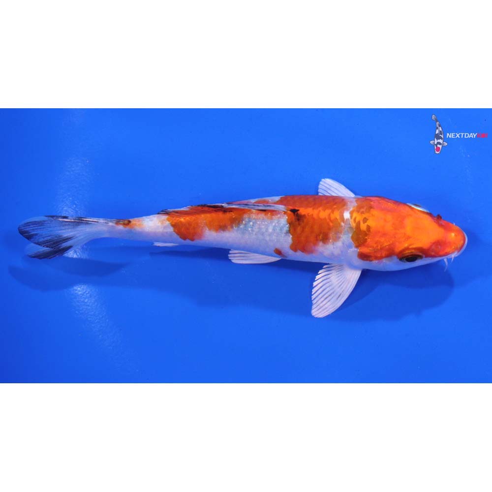 5” Imported Yamato Nishiki